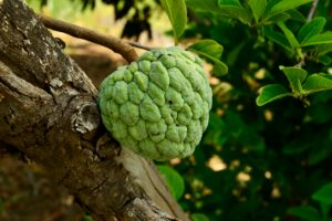 Vibrant green custard apple fruit on a tree in natural sunlight, showcasing fresh textures.