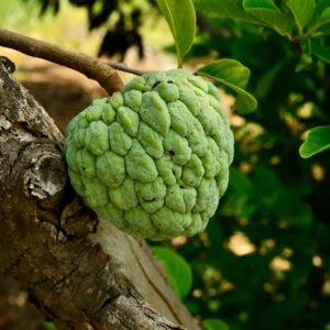 Vibrant green custard apple fruit on a tree in natural sunlight, showcasing fresh textures.