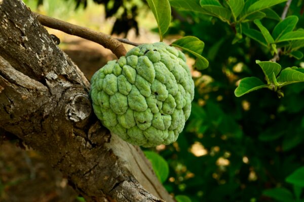 Vibrant green custard apple fruit on a tree in natural sunlight, showcasing fresh textures.