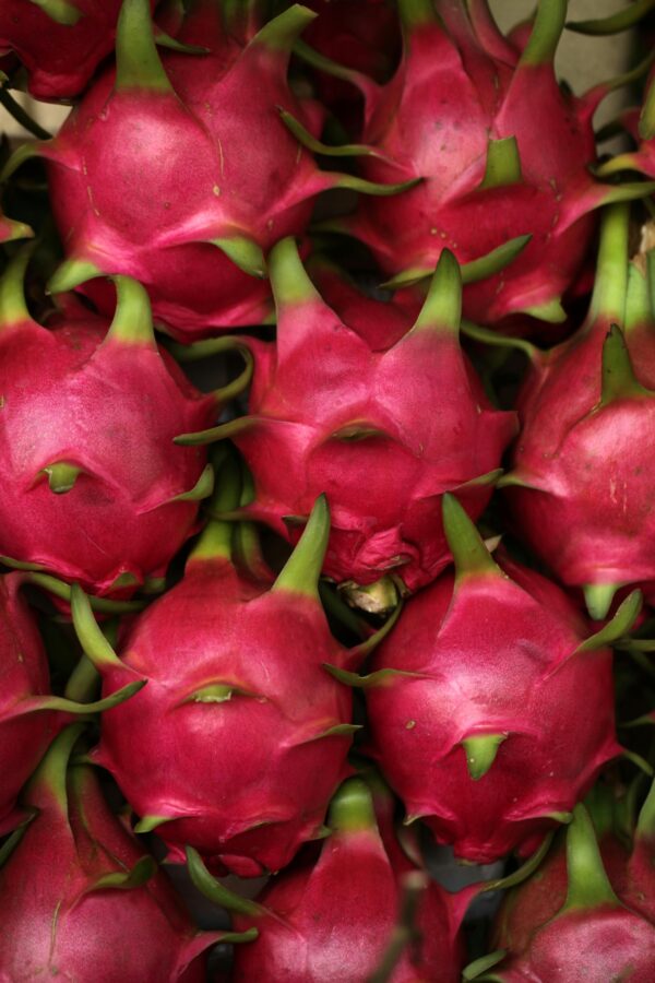 Fresh dragon fruits in a close-up still life emphasizing texture and color.